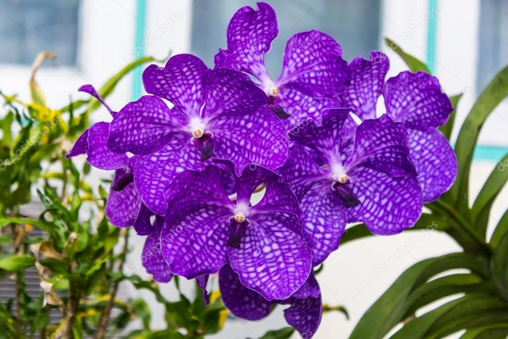 Фиолетовая красавица 