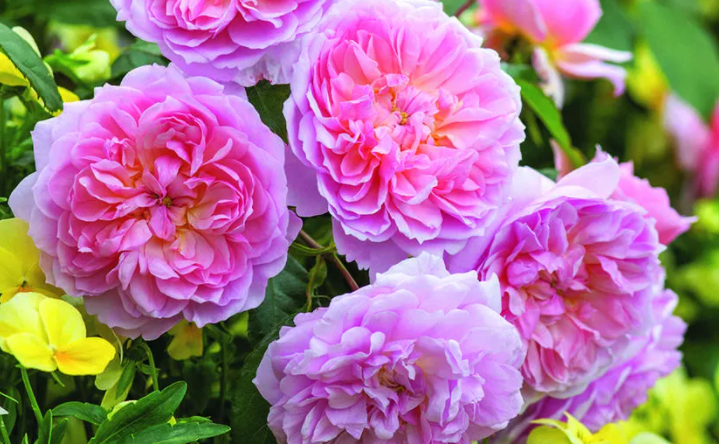 Фото David Austin Roses, Inc