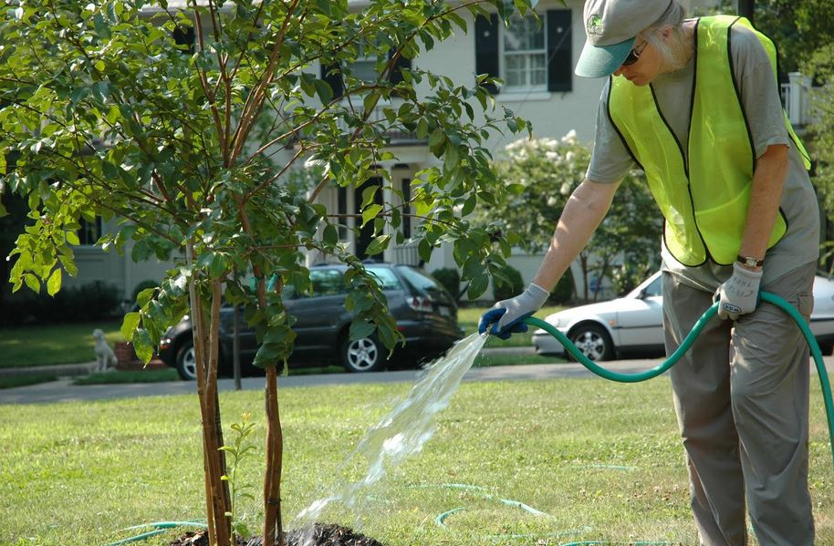 Полив осенью. Поливают березу. Watering Tree. Tree Water Plant a Tree ,Water the Tree. Watering the Walnut Tree.