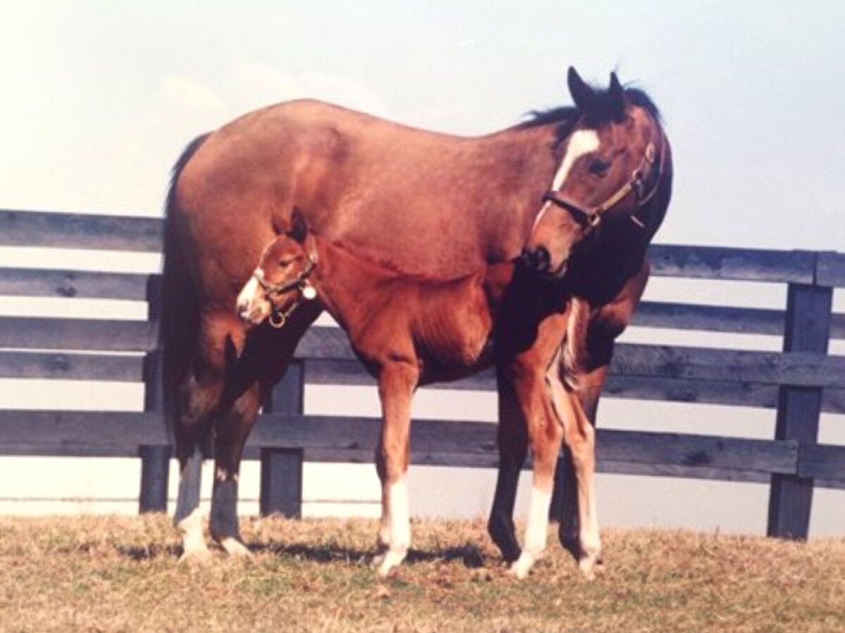 Буря Мэрайи с недавно родившимся Дорогой Гигантов в 1997 году. Фото:  bloodhorse.com