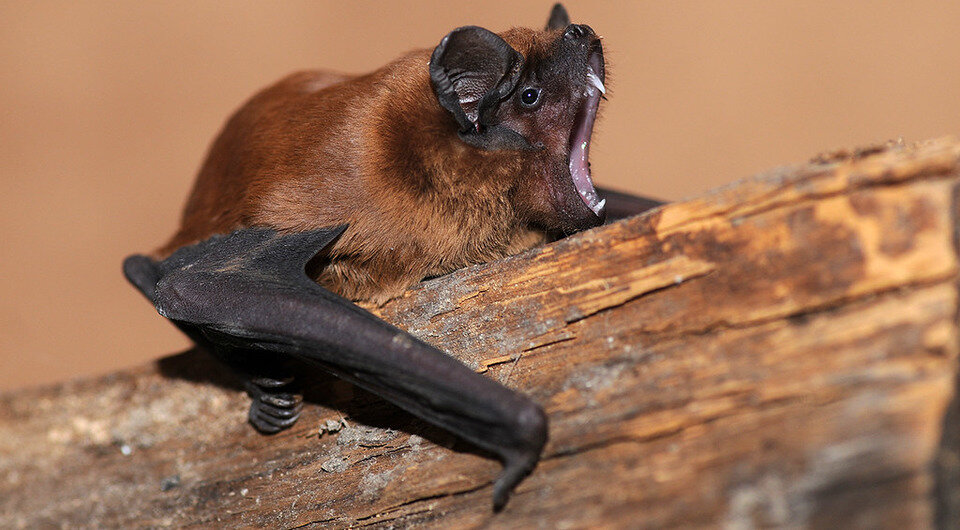   Ján Svetlík / Flickr / CC BY-NC-ND 2.0