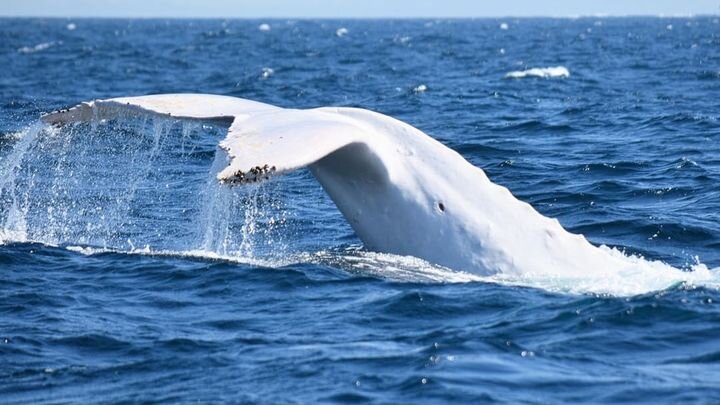 ФОТО: AUSTRALIA/INSTAGRAM.COM/GLOBALLOOKPRESS