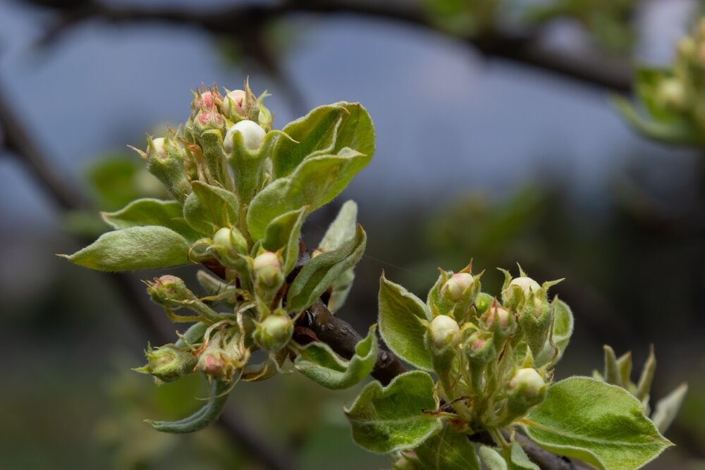    Много бутонов — это не обязательно много плодов