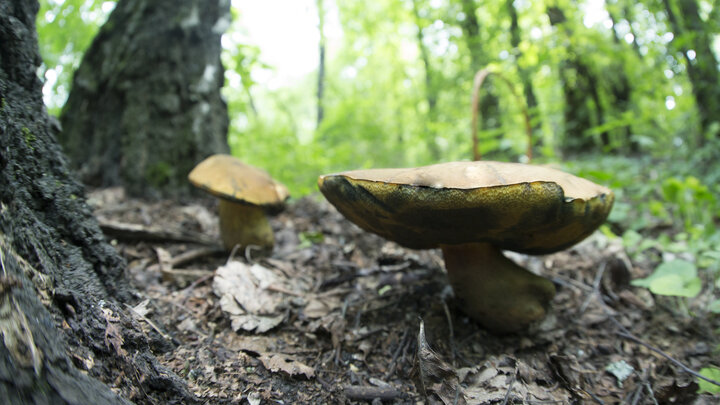 ФОТО: NIKOLAY GYNGAZOV/GLOBALLOOKPRESS