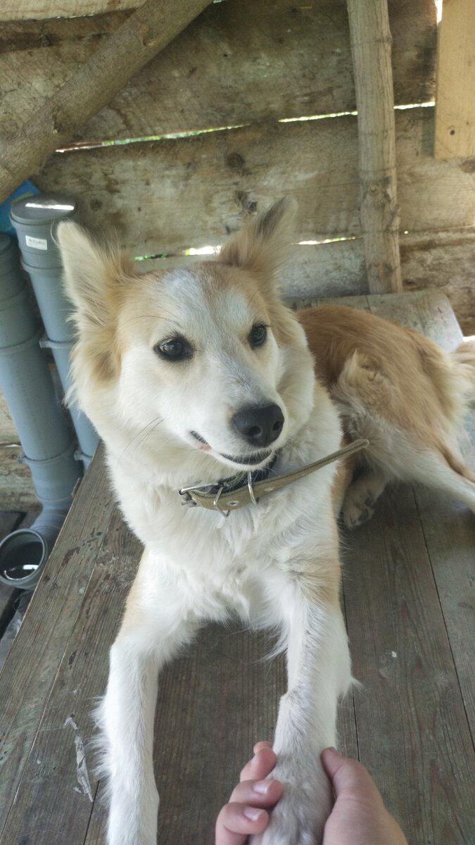 Сви даёт лапу