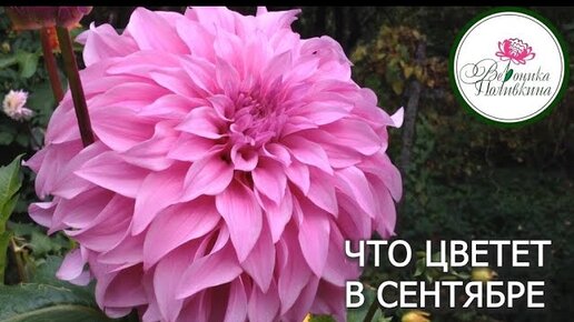 ЧТО ЦВЕТЕТ В СЕНТЯБРЕ