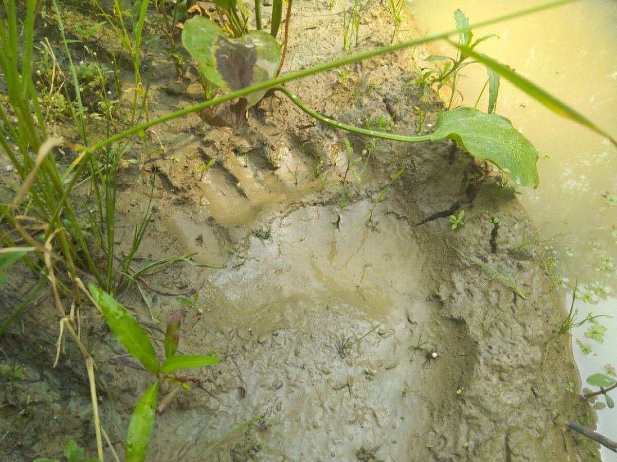 Немаленький косолапый. Потом ещё видели свежие следы медведицы и медвежонка - самых опасных существ в тайге