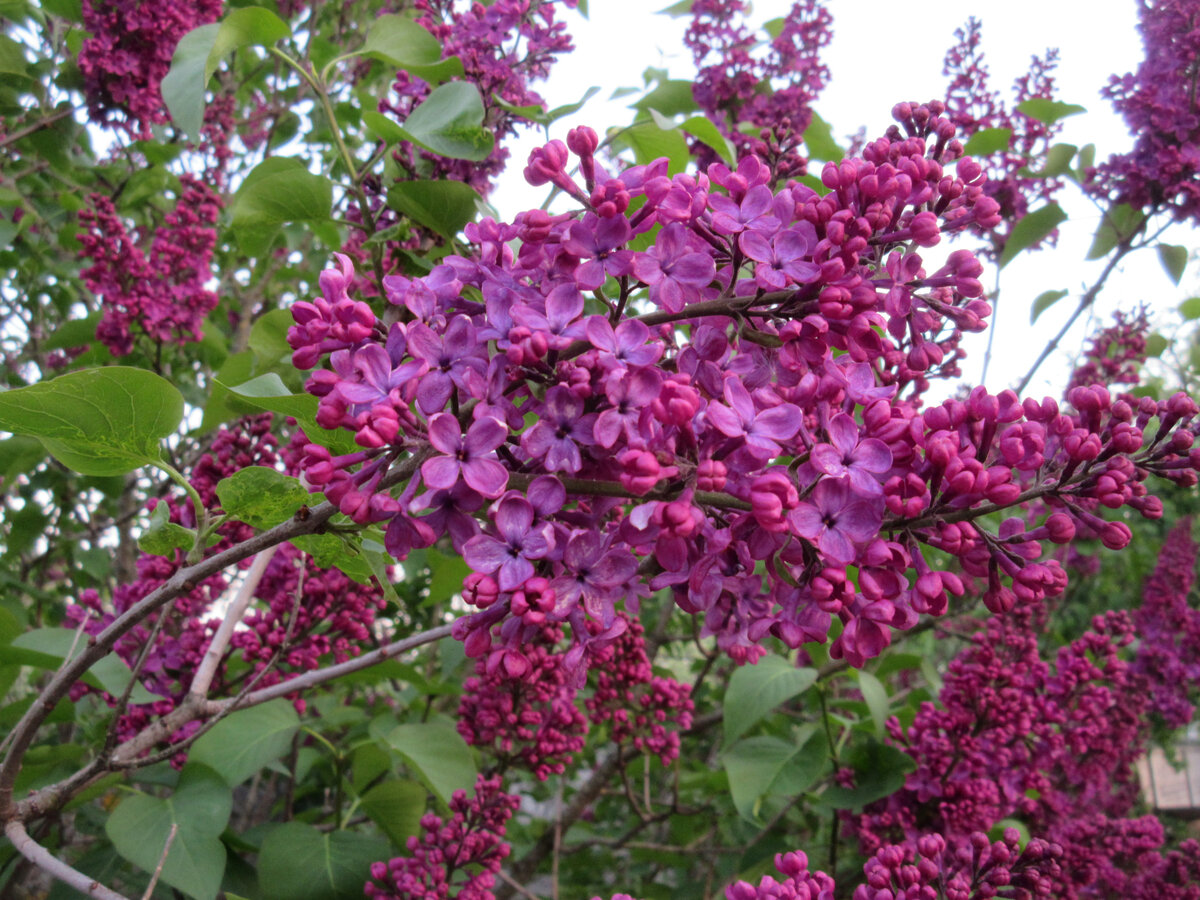 Сирень с маминой дачи