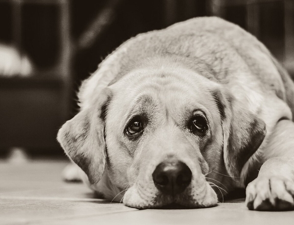 Тоскливый пес. Тоскливый пес. Скучающая собака картинки. Грустная собака. Грустный щенок.