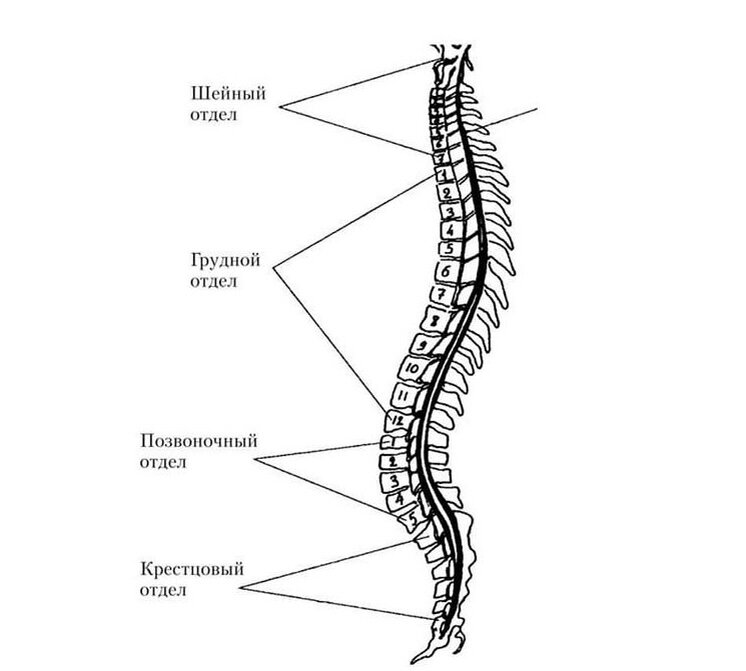 Позвоночник развитие