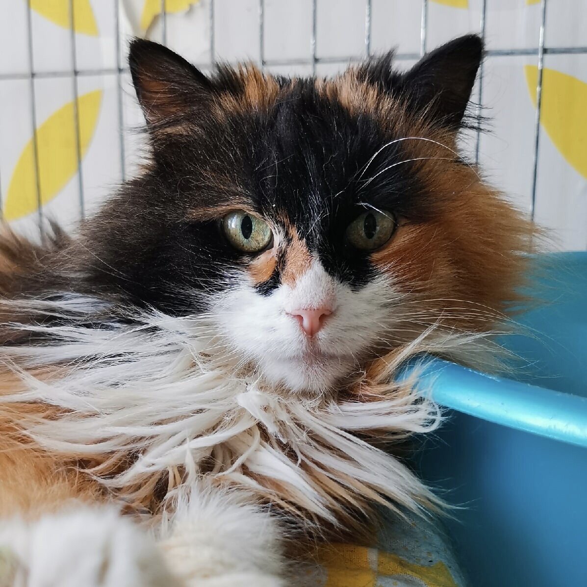 🚺 Карамелатта, 3 года 