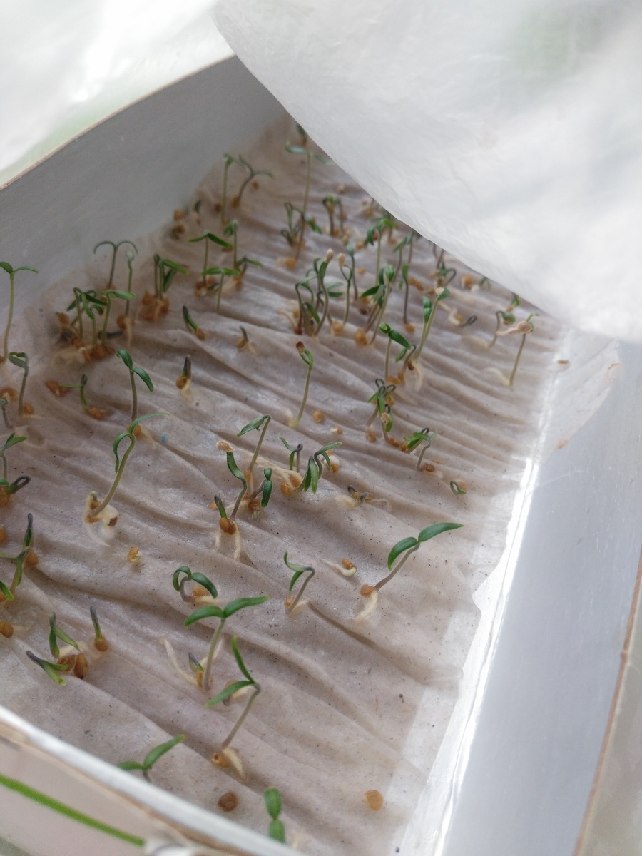 За неделю у меня выросло вот это. 