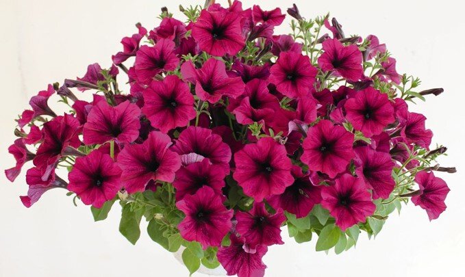 Петуния Petunia Galaxy Lilac 128