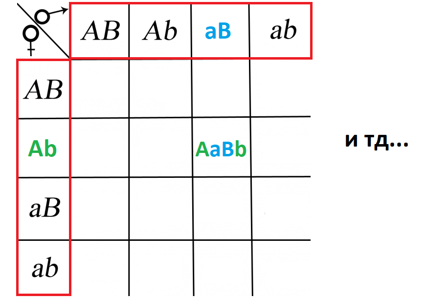 Генотипы родителей разложены по гаметам и обведены красным//Пример заполнения