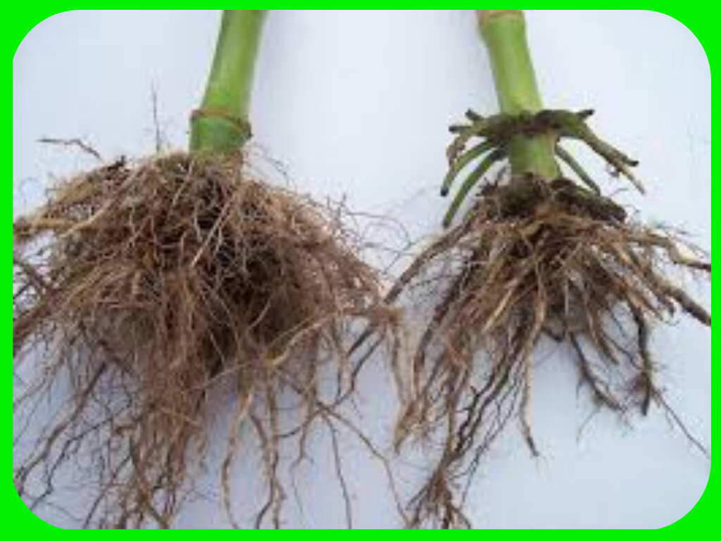 Цыпочках корень. Корневые и мочковатые корни растений. Стержневая и мочковатая система. Стержневая система корня.
