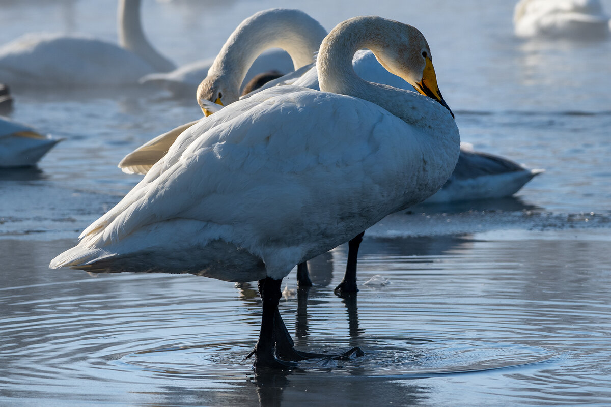 Синхронисты-2. Тоже по команде работают, видимо)))