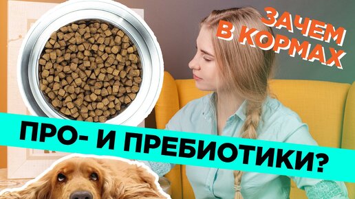 Зачем нужны про- и пребиотики в кормах для питомцев?