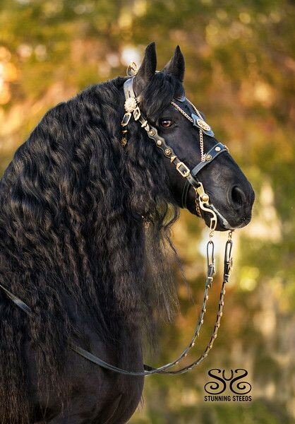 Фризская лошадь