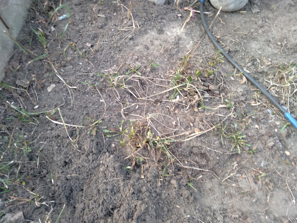 Многолетний лук после зимы пробился