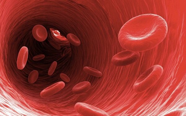 эритроциты движутся в кровяном сосуде