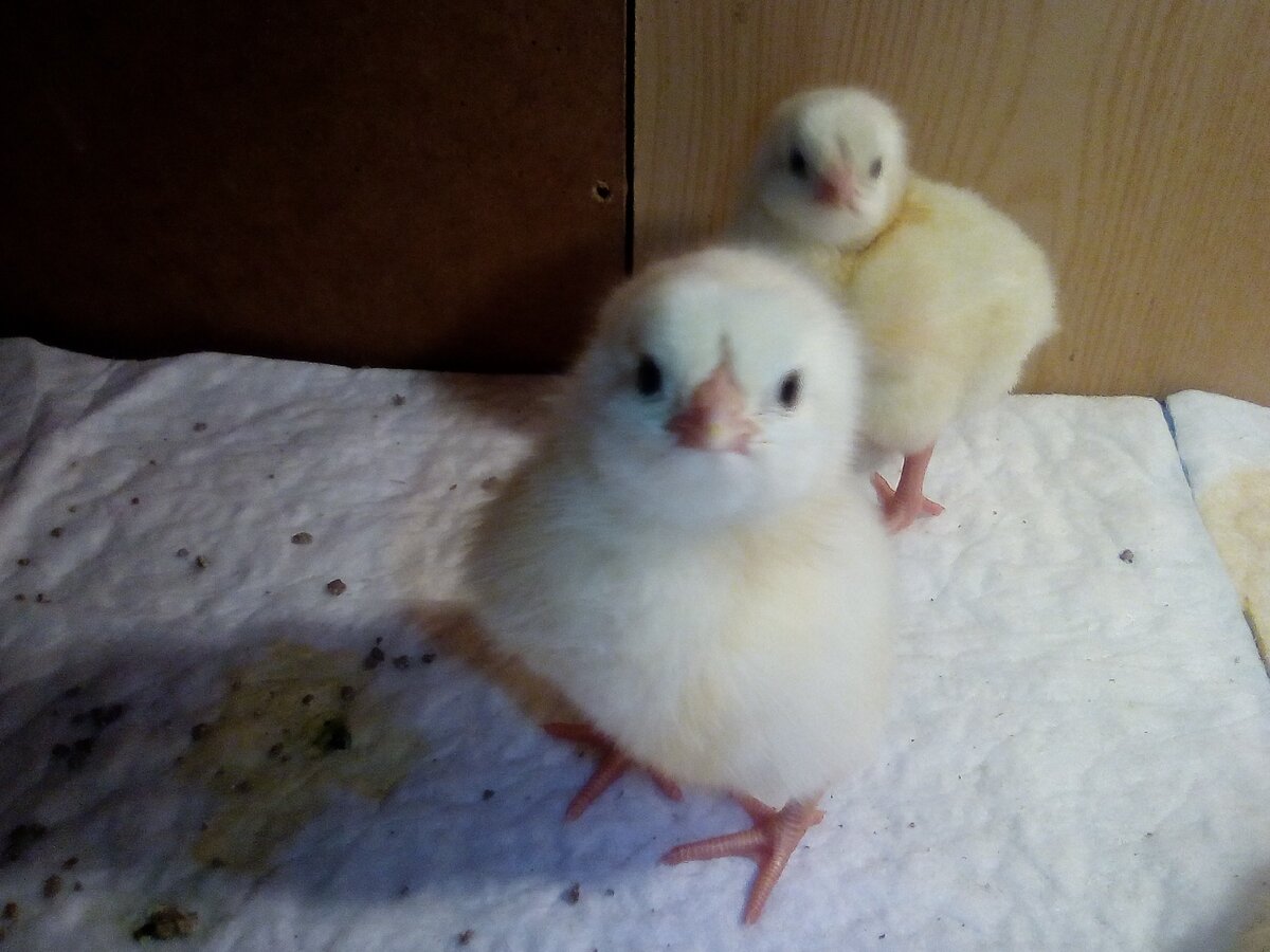 Суточные бройлеры Росс 308