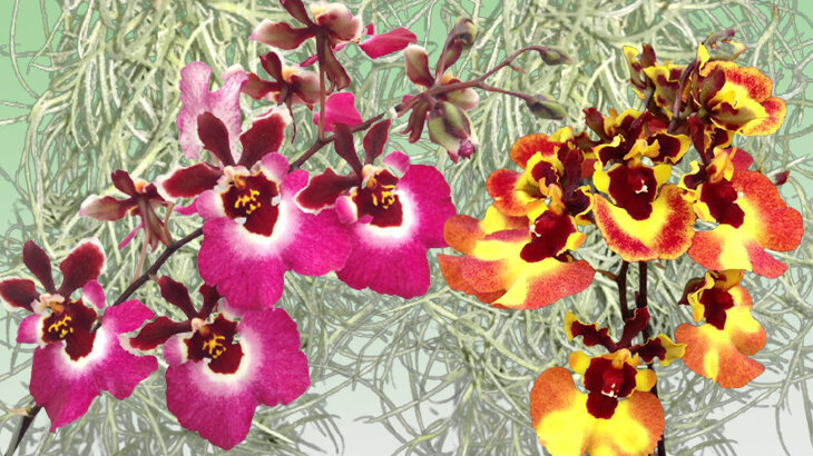 орхидеи толумнии - коллаж автора