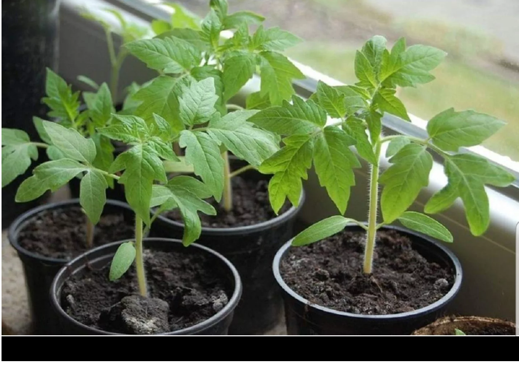 Оптимальные срок посева.