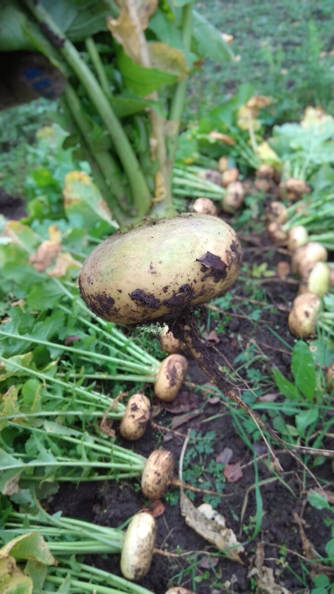 Мой первый урожай.