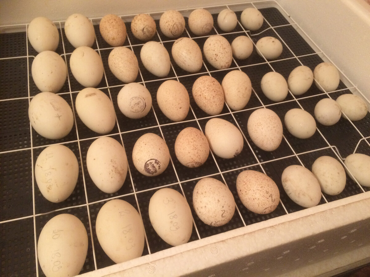 17 день инкубации куриных яиц
