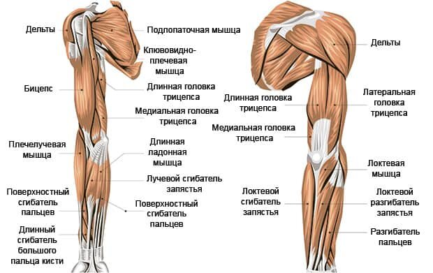 Анатомия рук. Источник: © mikiradic — stock.adobe.com