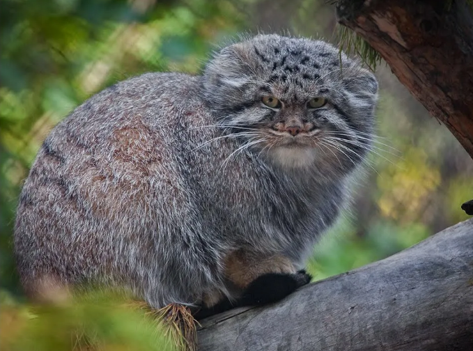 Скриншот автора. Источник: https://i.ytimg.com/vi/bRY7S1tI8MU/maxresdefault.jpg