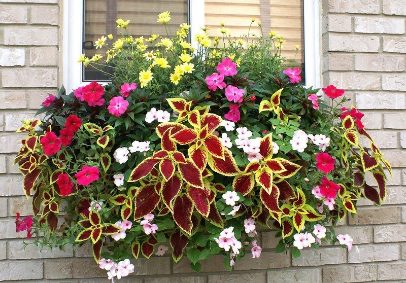 7 вариантов вазонных цветов и растений, на зависть соседям