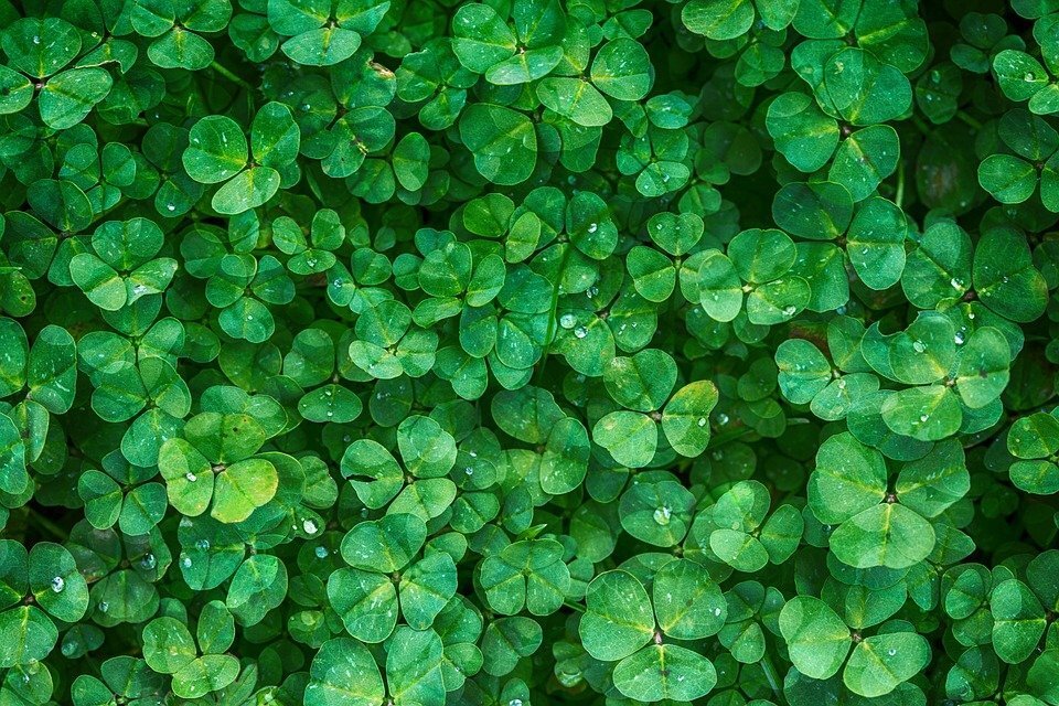 фото с pixabay.com Изумрудная зелень.