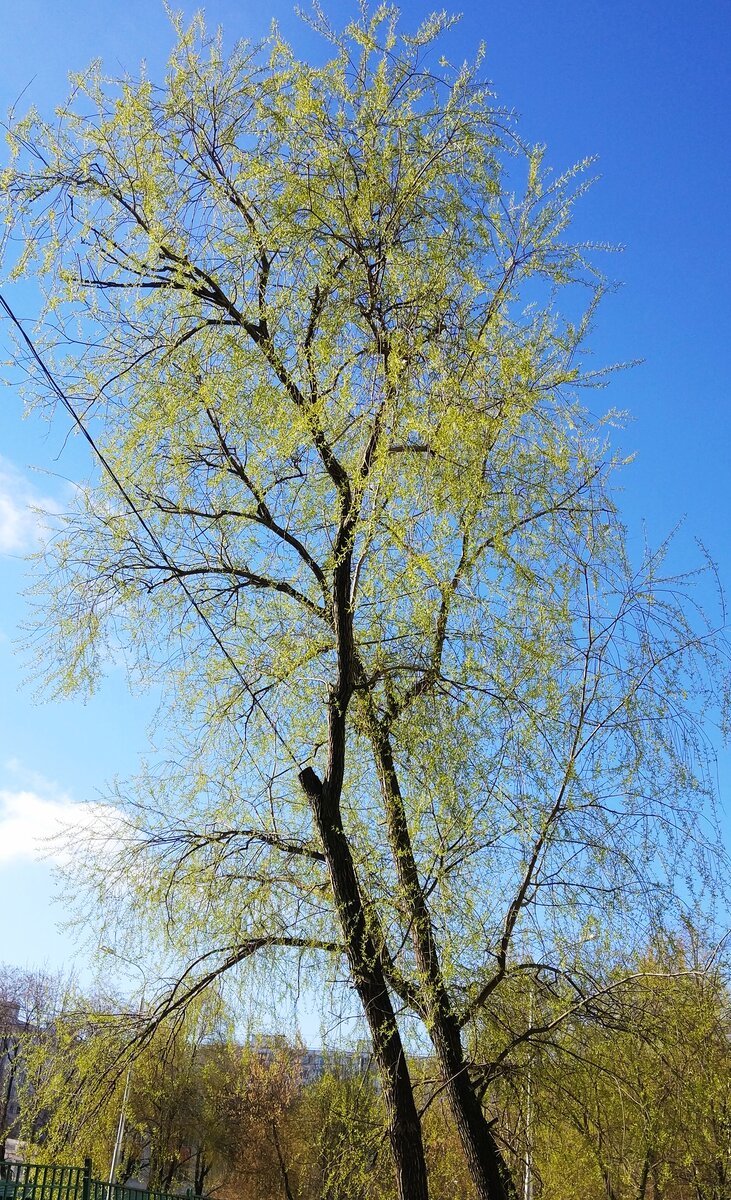 И всё-таки весна. Утро моё. Прогулка моя. Фото моё.