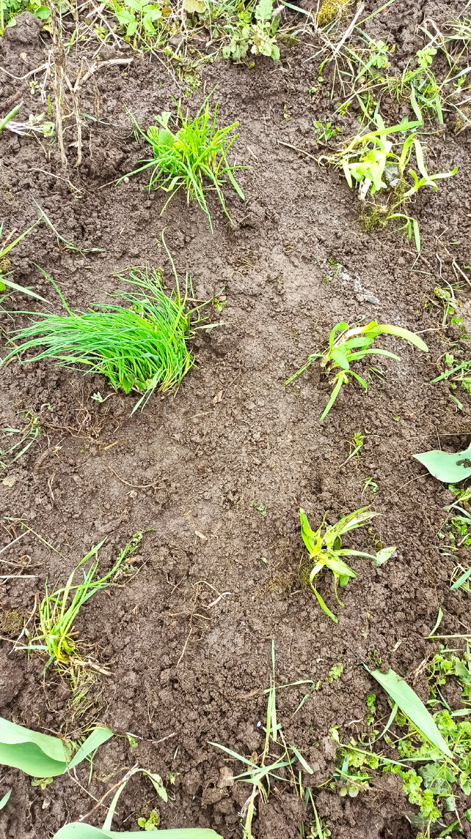 Фото автора. Лук шнитт и слизун