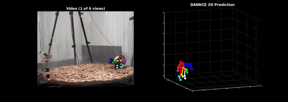 Детектирования движений крысы