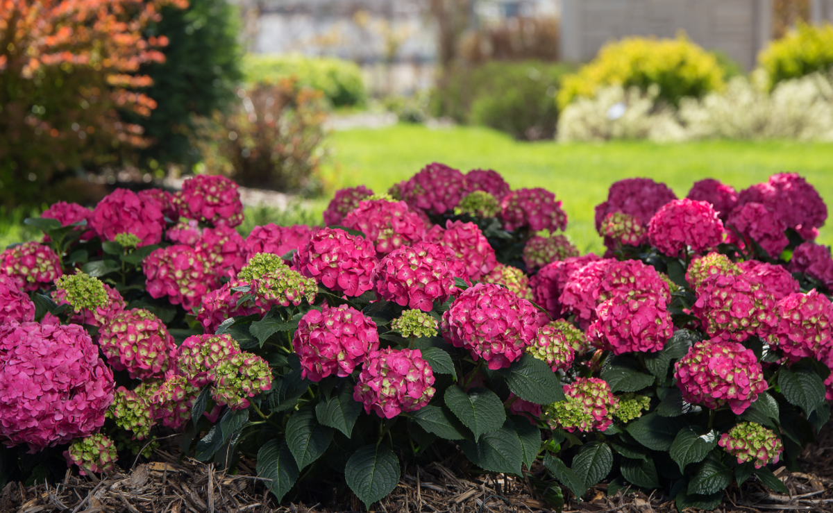 Обычная гортензия в саду