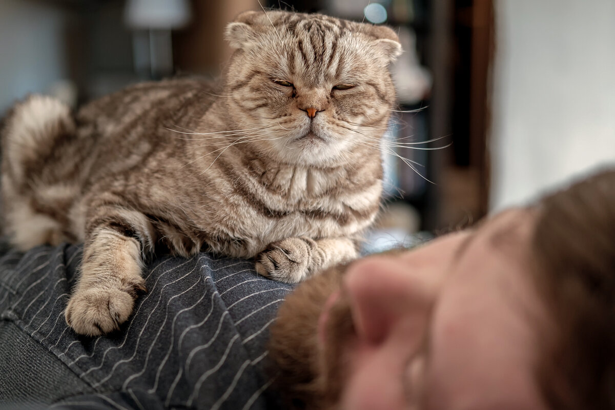 6 причин, почему кошка ложится на грудь или живот хозяина | Приключения  натуралиста | Дзен