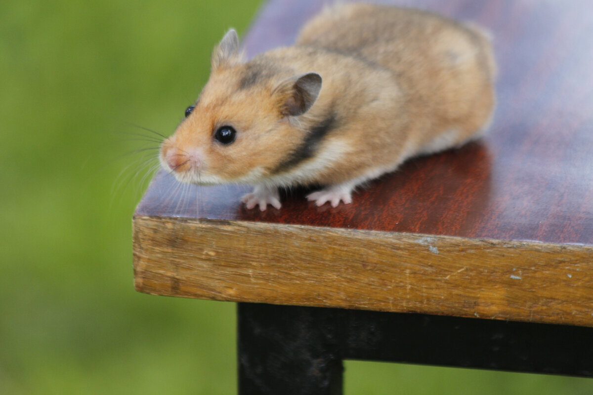 Наш хомячок. Фото автора