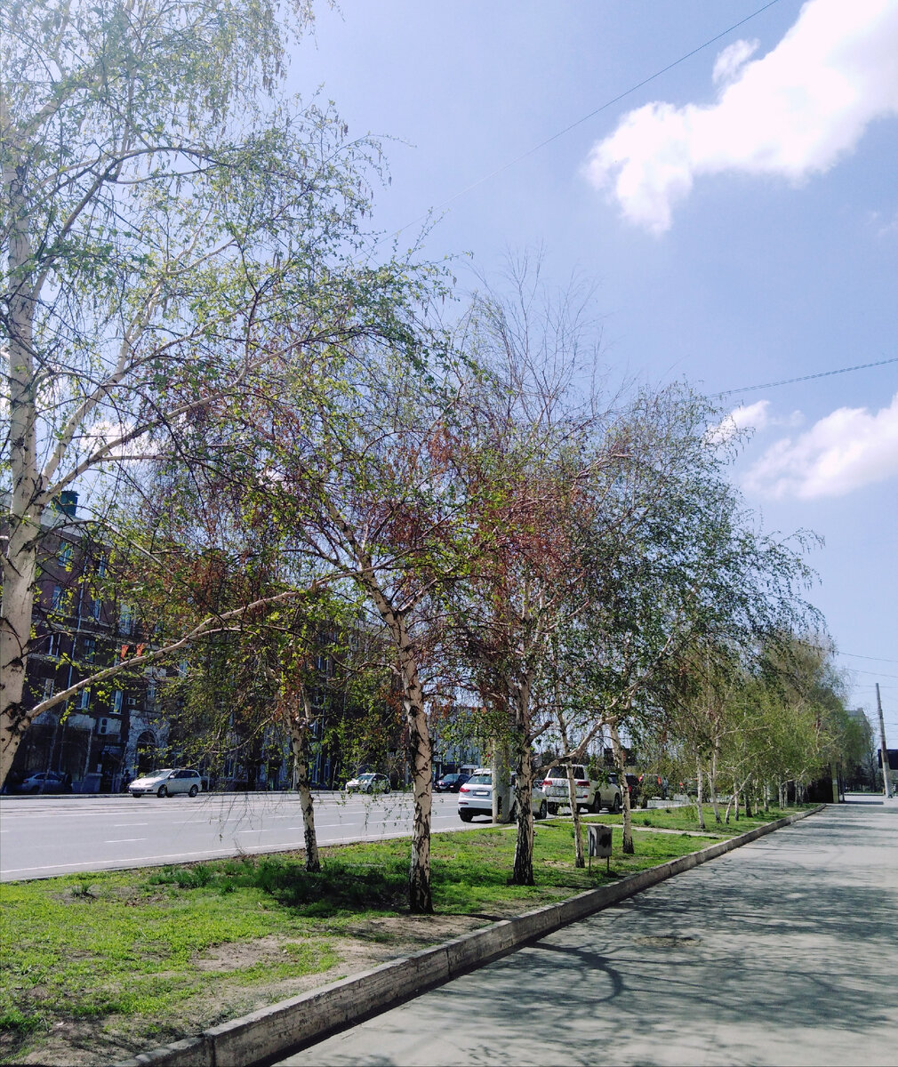 Улицы всё зеленее и зеленее :)