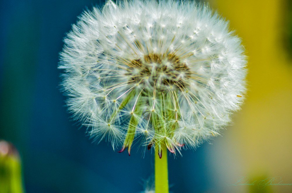 Штраф за одуванчики