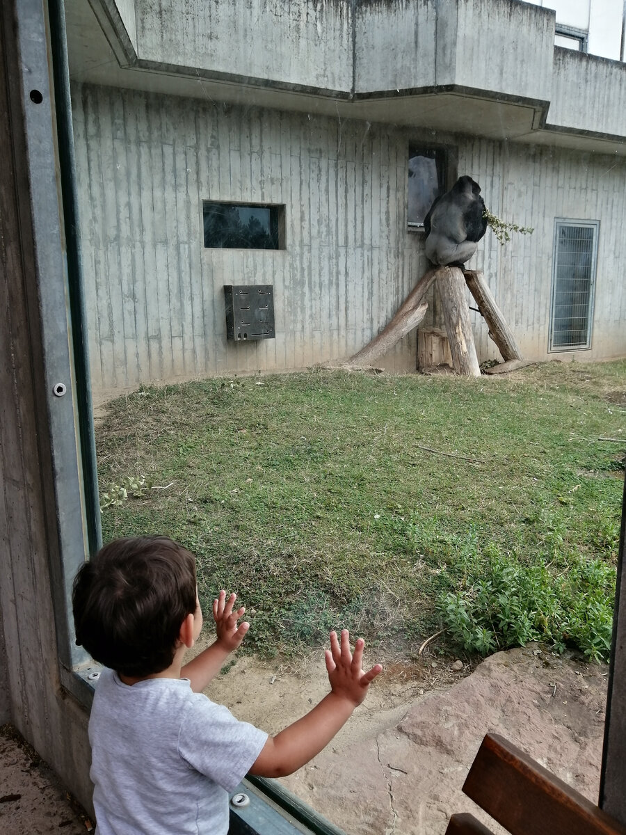 С моей немецкой семьей в зоопарке. Мы с моим самым младший хостбратиком наблюдаем за гориллой. Август 2020.