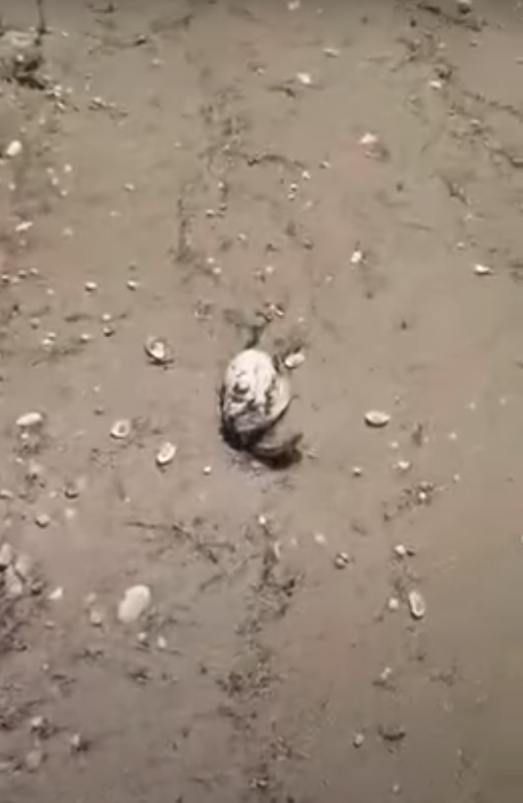 Кадр из видео местного жителя.