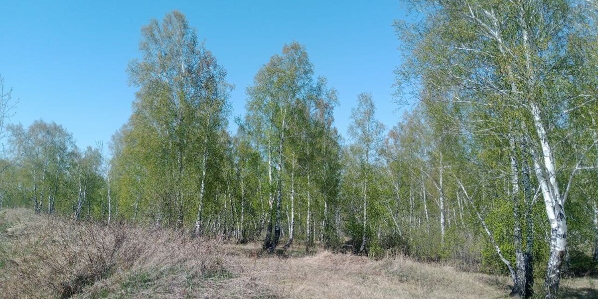 20 минут пешком из центра города до окраины, где начинается берёзовый лес