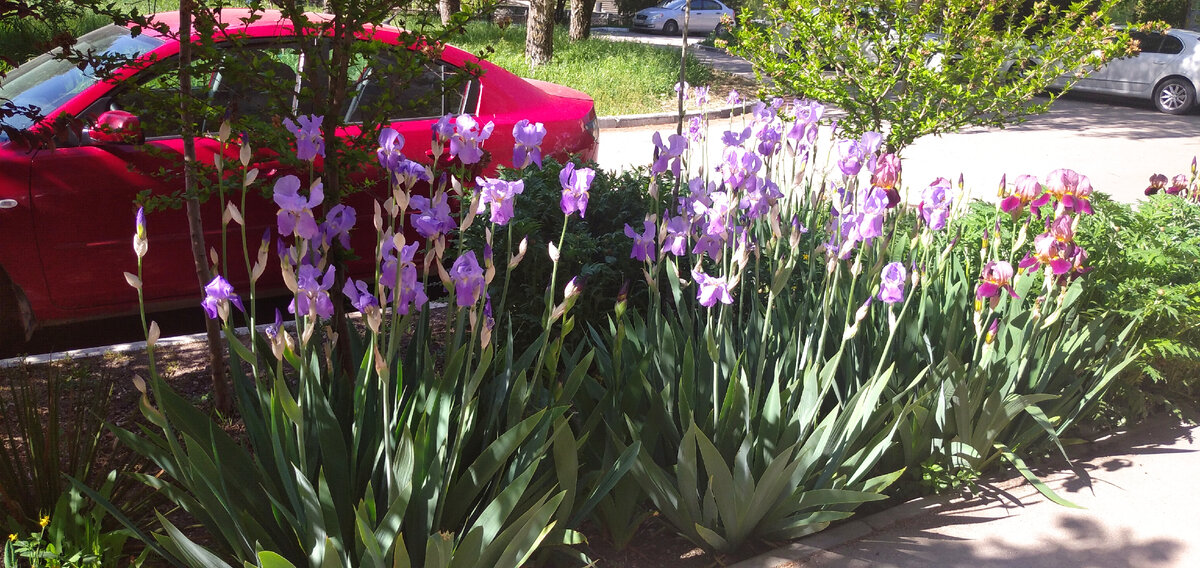 Ирисы. Наверное