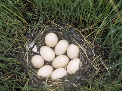 Утиное гнездо