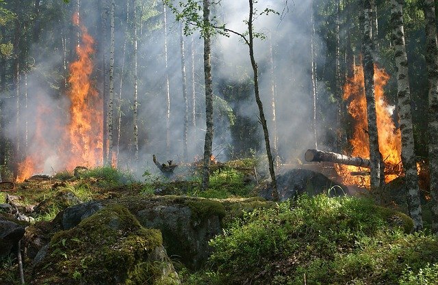 Лето снова обещают жаркое. Но уже с середины весны вся страна полыхает в пожарах. Власти пытаются что-то делать (хотя создаётся впечатления, что лишь изображают бурную деятельность). Однако пожары не прекращаются. Остаётся только ждать дождей… Фото с pixabay.com