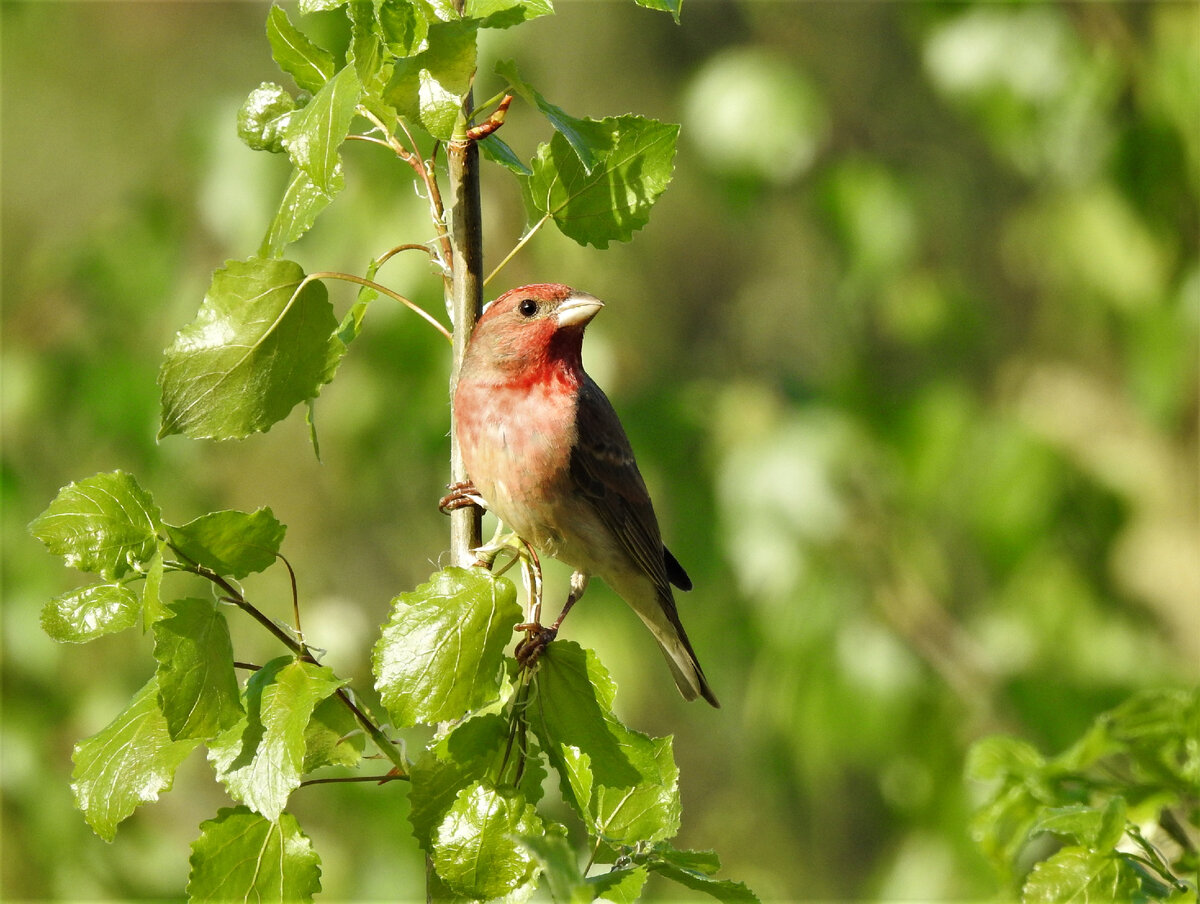 Обыкновенная чечевица, 16 мая 2021 года, Екатеринбург