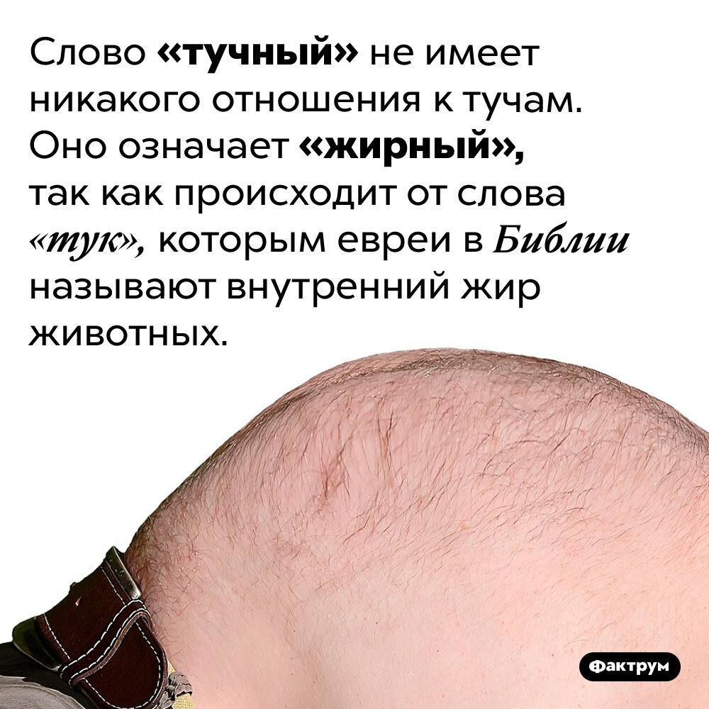 Что значит толще. Тучный значение слова. Жирная слово.