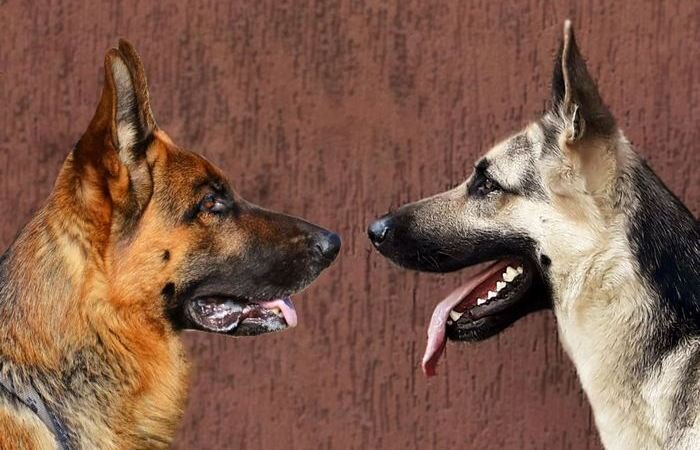 Восточно-европейская овчарка была выведена в 1930-е годы в Советском Союзе для нужд армии, милиции и народного хозяйства. Порода создавалась для использования в самых разнообразных и суровых климатических условиях. За основу отечественной овчарки была взята вывезенная из Германии немецкая. Последнюю собаководы вывели еще в конце XIX века для все тех же служебных, хозяйственных и военных нужд. Обе собаки очень похожи, но при этом имеют и немало важных отличий.